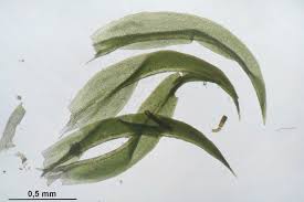 Attēlu rezultāti vaicājumam “Zygodon rupestris”