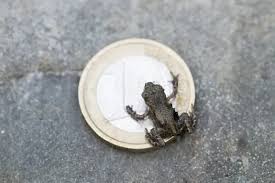 Attēlu rezultāti vaicājumam “Bufo bufo juvenile”