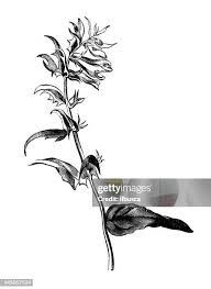 Attēlu rezultāti vaicājumam “Melampyrum pratense flower”