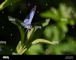 Attēlu rezultāti vaicājumam “Celastrina argiolus underside”