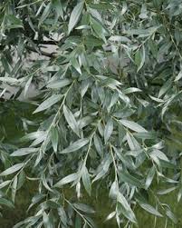 Attēlu rezultāti vaicājumam “Salix alba var. sericea”