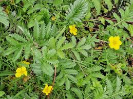 Attēlu rezultāti vaicājumam “Potentilla arenaria leaf”