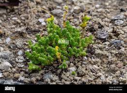 Attēlu rezultāti vaicājumam “Sedum acre leaf”
