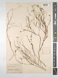 Attēlu rezultāti vaicājumam “Linaria loeselii”