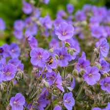 Image result for Geranium pratense