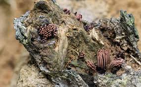 Attēlu rezultāti vaicājumam “Stemonitis axifera var. smithii”