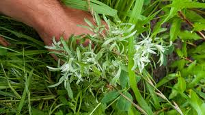 Attēlu rezultāti vaicājumam “Gnaphalium uliginosum leaf”