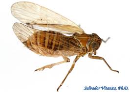 Attēlu rezultāti vaicājumam “Delphacidae”