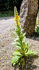 Attēlu rezultāti vaicājumam “Verbascum thapsus flower”