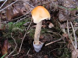 Attēlu rezultāti vaicājumam “Amanita crocea”