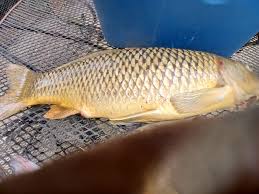 Image result for Cyprinus multitaeniatus