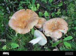Attēlu rezultāti vaicājumam “Russula vesca”