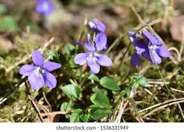 Attēlu rezultāti vaicājumam “Viola mirabilis flower”