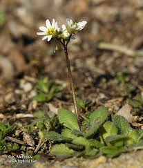 Attēlu rezultāti vaicājumam “Erophila verna”
