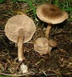 Attēlu rezultāti vaicājumam “Inocybe lanuginosa”