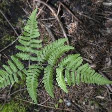 Attēlu rezultāti vaicājumam “Gymnocarpium robertianum”