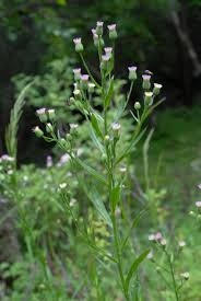 Attēlu rezultāti vaicājumam “Erigeron acris flower”