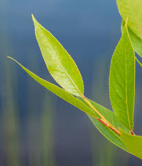 Attēlu rezultāti vaicājumam “Salix pentandra leaf”
