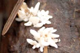 Attēlu rezultāti vaicājumam “Lentaria”