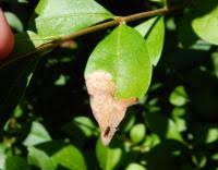 Attēlu rezultāti vaicājumam “Gracillaria syringella larva”