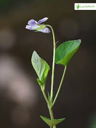 Attēlu rezultāti vaicājumam “Viola canina fruit”