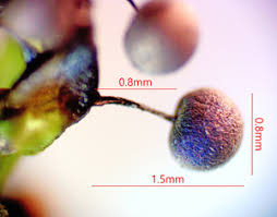 Attēlu rezultāti vaicājumam “Lycogala cf. oleocrystalliferum”