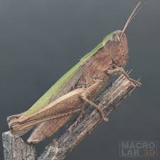 Attēlu rezultāti vaicājumam “Chortippus sp.”