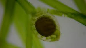 Attēlu rezultāti vaicājumam “Nitella sp.”