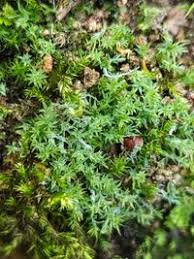 Attēlu rezultāti vaicājumam “Saelania glaucescens”