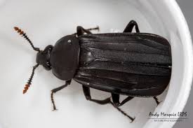 Attēlu rezultāti vaicājumam “Necrodes littoralis”