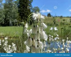 Attēlu rezultāti vaicājumam “Eriophorum latifolium leaf”