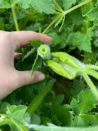 Attēlu rezultāti vaicājumam “Anthriscus sylvestris bud”