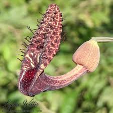 Attēlu rezultāti vaicājumam “Aristolochiaceae”