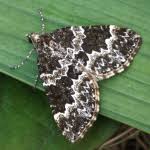 Attēlu rezultāti vaicājumam “Electrophaes corylata”