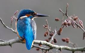 Image result for HALCYON RAMBLING CLUB SHEFFIELD