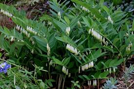 Attēlu rezultāti vaicājumam “Polygonatum odoratum flower”