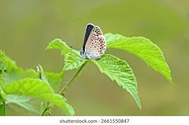 Attēlu rezultāti vaicājumam “Plebejus argus male”