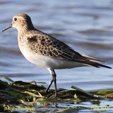 Image result for Calidris bairdii