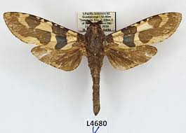 Attēlu rezultāti vaicājumam “Cossidae”