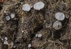 Attēlu rezultāti vaicājumam “Poronia punctata”