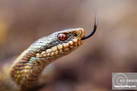 Attēlu rezultāti vaicājumam “Vipera berus”