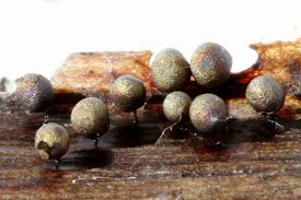 Attēlu rezultāti vaicājumam “Lamproderma pulchellum macro”