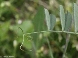 Attēlu rezultāti vaicājumam “Vicia angustifolia leaf”