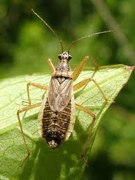 Attēlu rezultāti vaicājumam “Nabidae”