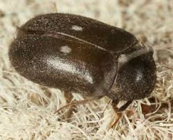 Attēlu rezultāti vaicājumam “Attagenus pellio”