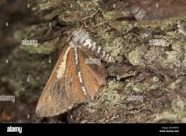 Attēlu rezultāti vaicājumam “Bupalus piniaria female”