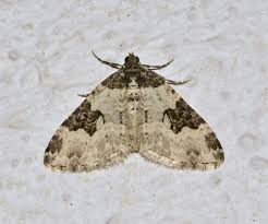 Attēlu rezultāti vaicājumam “Xanthorhoe fluctuata”