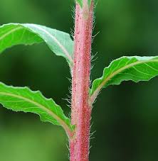Attēlu rezultāti vaicājumam “Oenothera biennis bud”