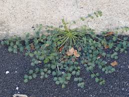 Attēlu rezultāti vaicājumam “Poterium sanguisorba”