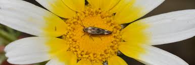 Attēlu rezultāti vaicājumam “Scythrididae”